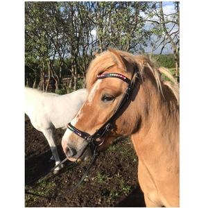 บังเหียนบังเหียนม้าแข่งหนัง,อุปกรณ์เสริมสำหรับการแข่งม้าแบบพกพาหินแรมโบ้อานม้าไอซ์แลนด์ - Product Image 1