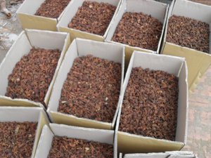 Anís estrellado crudo AD de alta calidad, seco por la primavera, condimento con 18 meses de duración de vida útil - Máx. - Product Image 5