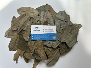 ใบกริโอลาภูเขาแห้งจากธรรมชาติ // ใบทุเรียนเทศสำหรับทำชาสะอาดมากจากเวียดนาม - Product Image 6