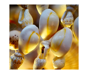 Coquilles de cauri naturelles sur mesure de formes et de tailles assorties adaptées aux créateurs de bijoux, à l'art et à l'artisanat - Product Image 1