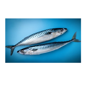 Atún Azul Congelado - Proveedor Mayorista de Pescado Atún Azul - Product Image 3