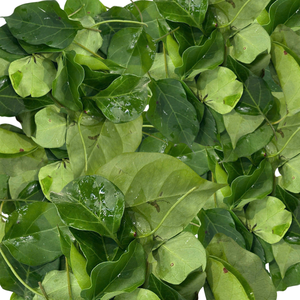 Hojas de Giang congeladas de fábrica de Vietnam/hojas de río o hojas de enredadera de Guanábana con calidad superior para exportar a todo el mundo - Product Image 3