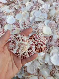 Conchas de Vieira de Vietnam a granel para bodas, Cajas de Regalo y proyectos de bricolaje - Product Image 4