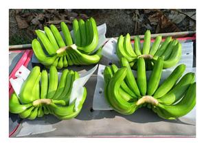 กล้วยเขียวควันดิชสดพรีเมี่ยมของเวียดนามสําหรับขายโลโก้ที่กําหนดเองจากเวียดนามด้วยราคาที่แข่งขันได้สําหรับการส่งออก - Product Image 2