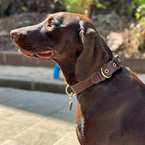 Elegant Premium Leather <b>Dog</b> <b>Collar</b> Solid Studded Finish Luxury Simple Design Small Large <b>Dogs</b> Durable Breathable Eco-Friendly - Product Image 4