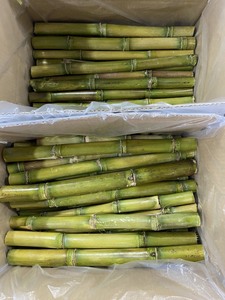 Canne à sucre congelée de qualité supérieure du Vietnam - Sugarcane Sweet Meilleure qualité, en vrac disponible, offre compétitive, prête à exporter - Product Image 4