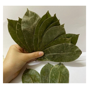 ใบทุเรียนเทศแห้งสำหรับการเก็บเกี่ยวแบบใหม่ในราคาไม่แพง - Product Image 2