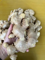 Gingembre frais de haute qualité 100g et plus, brun-jaunâtre, pour la cuisine, origine Vietnam
