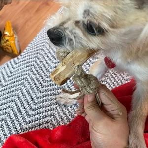 Madera mordida de café de alta calidad con cuerda para perro, juguete NATURAL para perro, 2023 en VIETNAM, venta al por mayor - Product Image 6