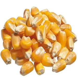 Grains de maïs jaune canadien de haute qualité maïs fourrager maïs pour animaux disponibles à la vente