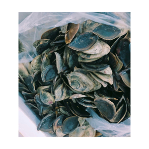 Operculum Murex / Lambis Operculum de Primera Calidad para Perfumes / Triton Murex Operculum Seco en Vietnam - Product Image 3