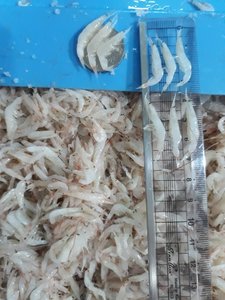 Vente en gros de crevettes bébés salées de qualité supérieure pour la nourriture-bon prix d'origine Vietnam/ Mr. Kevin - Product Image 2