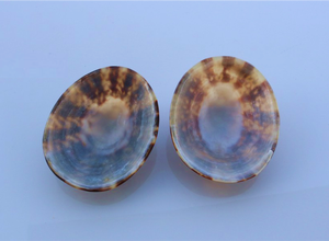 Coquillages d'allaitement naturels-Coquilles ovales naturelles polies Coquillages de haute qualité avec de nombreuses tailles - Product Image 6