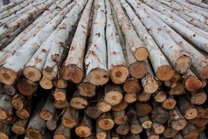 Postes de Eucalipto Duraderos, Forma Redonda, 6 m de Longitud, 10 cm+ de Diámetro - Product Image 4