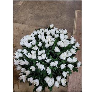 Nông nghiệp 1 tháng Thời hạn sử dụng 100% màu trắng tươi Việt Nam cây cảnh 5cm hoa cúc cắt hoa