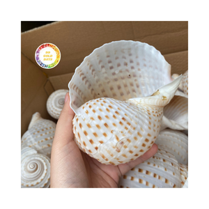 เปลือกหอยธรรมชาติเป็นมิตรต่อสิ่งแวดล้อมงานหัตถกรรมของตกแต่งบ้านจากเวียดนาม - Product Image 1