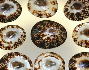 Fourniture de coquille de patelle de haute qualité pour la décoration de la maison et les bijoux d'artisanat d'aquarium de souvenirs - Product Image 6