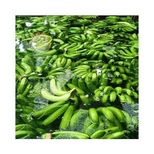 BANANE CAVENDISH VERTE BAS TARIF DE L'USINE DU VIETNAM EN GROS BANANE VERTE PREMIUM BON MARCHÉ PRIX RENDEMENT NATURELLEMENT - Product Image 1