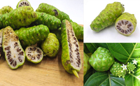 Fournir le meilleur prix Noni congelé en vrac de fruits Noni congelé à vendre la meilleure qualité Noni congelé ANGLE