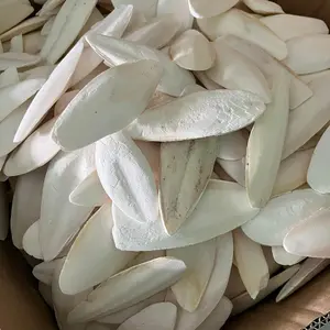 Хорошее качество кости каракатицы Сухие Кости сепия сушеные экспортеры и поставщики