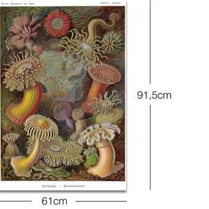 Affiche des formes artistiques de la nature d'E. Haeckel, plaque 49 - Anémones marines avec cadre en métal - Product Image 2