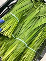 Meilleur Choix Feuilles de Pandanus Fraîches 100% Naturelles de Qualité Supérieure Excellent Prix Fabriqué au Vietnam - Agriculture Durée de Conservation Illimitée Viet Fargimex