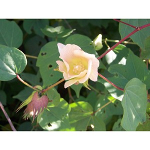 Gossypium herbaceum kapok kapok ดิบธรรมชาติสำหรับการผลิตเส้นด้ายวัสดุบรรจุในอุปทานขนาดใหญ่เส้นใย kapok ดิบสีขาวที่มีอยู่ - Product Image 6