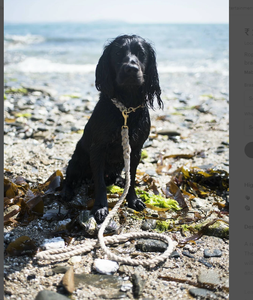 <b>Rope</b> Dog Lead 120cm Natural Hemp <b>Rope</b> with Brass Clip. 12mm <b>Thick</b> <b>Rope</b> for Medium Breed Dogs - Product Image 3