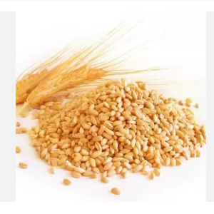 Granos de trigo blando orgánico entero de la mejor calidad a granel - Product Image 1