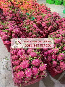 Vietnam Dragon <b>Fruit</b> - Fresh Dragon <b>Fruit</b> - Export Fresh <b>Fruit</b> - Product Image 4