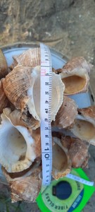 CALIDAD CALIENTE SECO LIMPIO Concha Marina RAPANA SHELL Artesanía de concha marina natural para bricolaje, manualidades y recuerdos - Product Image 2