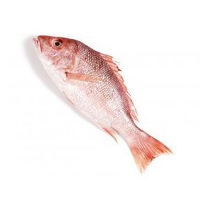 Đông Lạnh Chất Lượng Hàng Đầu Màu Đen/Đỏ Seabream Cá Từ Brazil Sea <span class=keywords><strong>Bream</strong></span> Cá Cá Cá Cá Đông Lạnh - Product Image 4