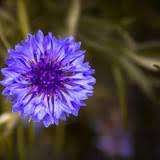 100% Pure & Natural Certified Cornflower <b>Hydrosol</b> Oil for Aromatherapy with Low Price and High Quality Bulk Exporter From India - Product Image 3