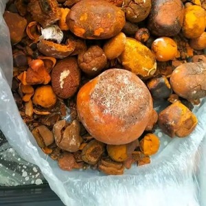 Cálculos biliares de vejiga de buey/vaca 100% Piedras enteras DISPONIBLES Compre Piedras biliares de vaca Cálculos biliares de buey a precio barato - Product Image 5