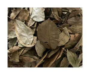 Hojas secas de Guanábana de Vietnam-Verde brillante sin desvanecimiento sin manchas amarillentas Hojas secas de Guanábana para bebidas a base de hierbas - Product Image 2