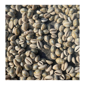 Cowrie Shell Used in Coastal Decor and Jewelry <b>Accessories</b> Supplied by 99 Gold Data Vietnam Cowrie Shell Export - Product Image 2