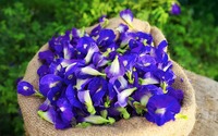 Bunga Kacang Biru Kering Organik Berkualitas Unggul untuk Infusi Herbal Teh Pewarna Makanan Alami Tersedia untuk Harga Ekspor