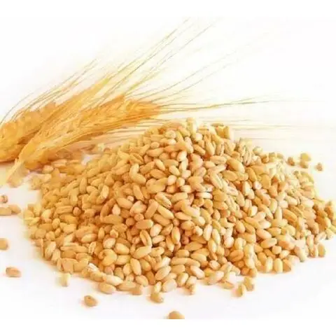 Best Quality Factory Wholesale Price Custom Made 100% Good Wheat