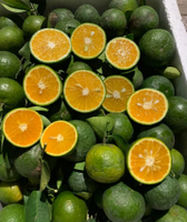 Verse, sappige, zoete, groene sinaasappels uit Vietnam, premium kwaliteit citrusvruchten voor export, klaar voor de internationale markt //Evan