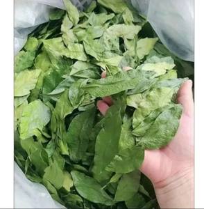 Hojas Secas de Mac Mat Clausena indica, Disponibles al por Mayor, Secado en Caliente, Liofilizadas, Hierba Vietnamita Natural - Product Image 5