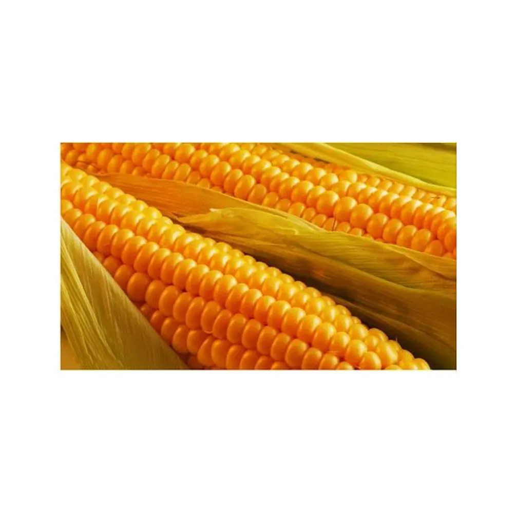 飼料グレードのイエローコーン/イエロートウモロコシ/イエローコーン穀物
