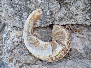 Xác thực rambam halakha shofar handmade hiện đại tự nhiên RAM sừng Tôn Giáo tùy chỉnh kích thước Rosh hashanah yom kippur cầu nguyện Kosher - Product Image 2