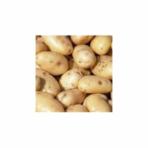 Pommes de terre fraîches de haute nutrition de qualité supérieure nouvelle culture de pommes de terre rouges et blanches biologiques certifiées fournisseur en gros direct d'Égypte - Product Image 2