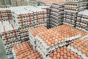 Huevos Frescos de Gallina de Mesa, 60g, Tamaño Mediano, Cáscara Marrón, Alta Calidad, Larga Vida Útil, Marca OEM en Empaque de Cartón - Product Image 2