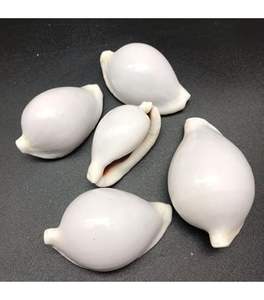 Trending Natural Cowrie Shells Precio para la venta al por mayor para diseñadores de joyas y amantes de la decoración - Product Image 4