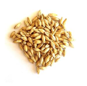 Cebada de malteado orgánica seca de alta calidad (malta de cebada) - Origen estadounidense - Product Image 2