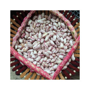 Haricots de sucre disponibles pour expédition directe aux importateurs du monde entier - Product Image 4