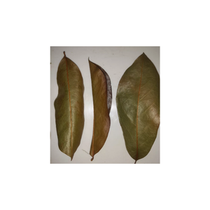 Hojas Secas de Guanábana, el Remedio Natural para la Revitalización, para Usar como Bebida - Product Image 2