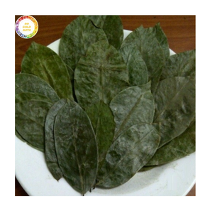 Hojas de Guanábana Secas de Corte Fino para Bolsitas de Té, Tamaño Uniforme y Contenido Mínimo de Polvo, Suministro a Granel para Exportación - Product Image 1