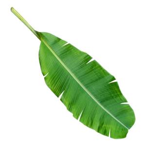 ผลิตภัณฑ์ใบกล้วยจากการเกษตรพร้อมบรรจุภัณฑ์แบรนด์ตามสั่ง - Product Image 5